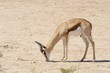 Springbuck (Antidorcas marsupialis). Lone ram, Kalahari desert 