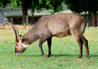 Waterbuck (Kobus ellipsiprymnus) antelope