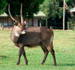 Waterbuck (Kobus ellipsiprymnus) antelope
