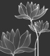 Flowers Background over black