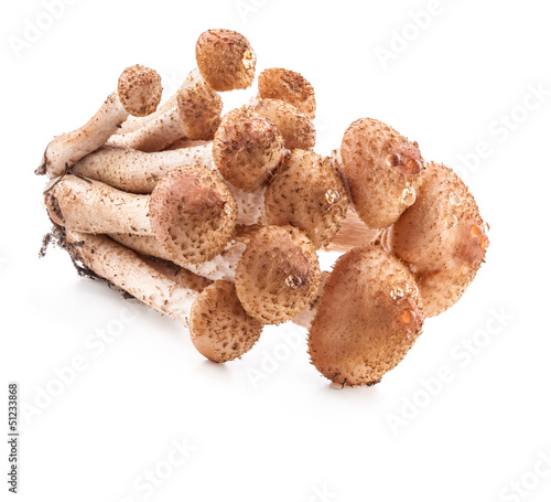 Photo: Mushrooms honey agarics (Armillaria mellea) isolated on white Mushrooms honey agarics (Armillaria mellea) isolated on white