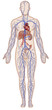 Sistema vascular