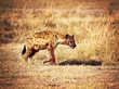 spotted hyena