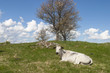 Photo: Cow lying on the meadow Cow lying on the meadow