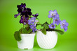 two streptocarpus house plants in bloom