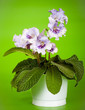 house plant streptocarpus in bloom