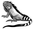 green iguana black white