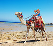 Tourists riding camel  on the beach of  Egypt.