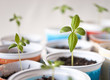 Impatiens Seedling