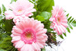 Gerbera von oben