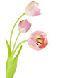 Foto: Flowers Flowers