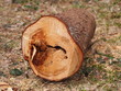 Schadhafter Baum