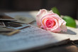Stilleben mir Rose im Sonnenlicht