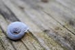 Schnecke Ruhe