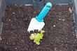 Potting organic salad greens
