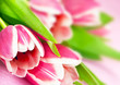 Tulpen