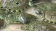 Turtle in Pool at Isla Mujeres Turtle Farm, Cancun, Mexico