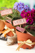 Photo: Bright saintpaulias and garden tools on natural background Bright saintpaulias and garden tools on natural background
