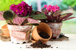 Bright saintpaulias and garden tools on natural background