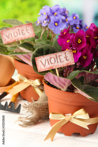 Photo: Bright saintpaulias and garden tools on natural background Bright saintpaulias and garden tools on natural background