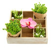 Beautiful flowers arranged in wooden box isolated on white