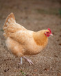 Photo: Walking hen Walking hen