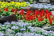 flower landscaping