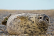 Kegelrobbe (Halichoerus grypus)