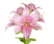 Foto: Flowers Flowers