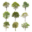 Foto: Collection tree isolated on white background Collection tree isolated on white background