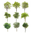 Collection Tree Isolated On Wh...