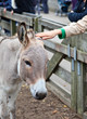 touching donkey in the zoo