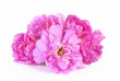 Foto: Flowers Flowers