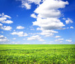 Field