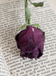 rose sechée sur livre