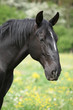 Nice black kladruber in spring