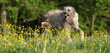 Two dogs fighting with each other in yellow flowers