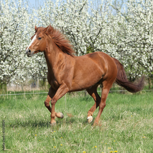 Photo: Quarter horse running in front of flowering trees Quarter horse running in front of flowering trees