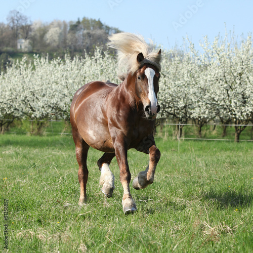 Photo: Gorgeous draft horse running in front of flowering trees Gorgeous draft horse running in front of flowering trees