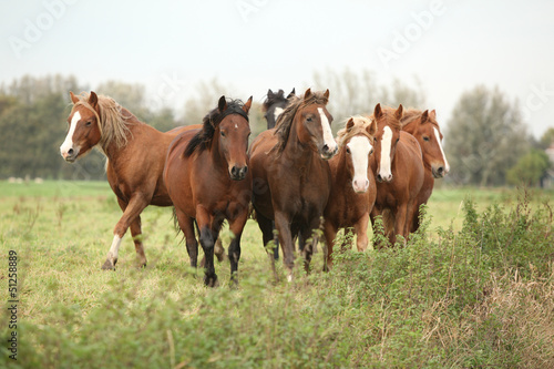 Photo: Batch of young ponnies on autumn pasturage Batch of young ponnies on autumn pasturage