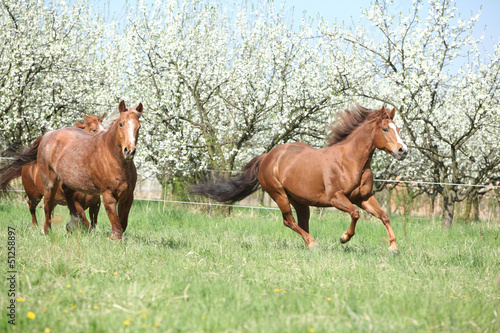 Photo: Two quarter horses running in front of flowering trees Two quarter horses running in front of flowering trees
