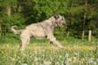 Irish wolfhound running in flowers
