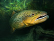 The Brown Trout (Salmo Trutta) in a alpine lake.
