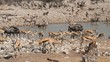 Zebra, springbok, kudu, gemsbok and wildebeest, Etosha
