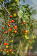 Bio-Tomaten