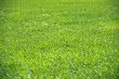 Grass background closeup