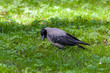portrait of crow