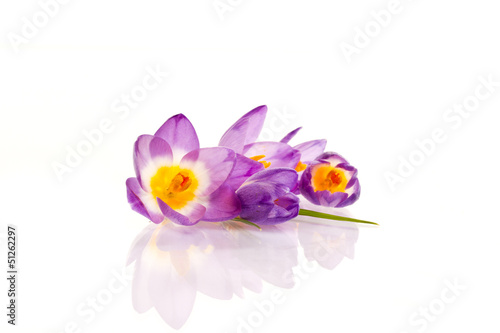 Photo: crocuses crocuses