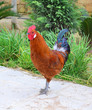 Photo: Cock in a farm Cock in a farm