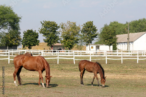 Photo: horse and foal in corral farm scene horse and foal in corral farm scene
